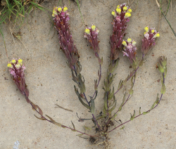 Pink Johnny-nip (Castilleja ambigua var. insalutata), voucher specimen (WTU). Along trail to Machine Gun Flat, Fort Ord National Monument, Monterey County, CA, 11 May 2016. Copyright © 2016 J. Mark Egger. 